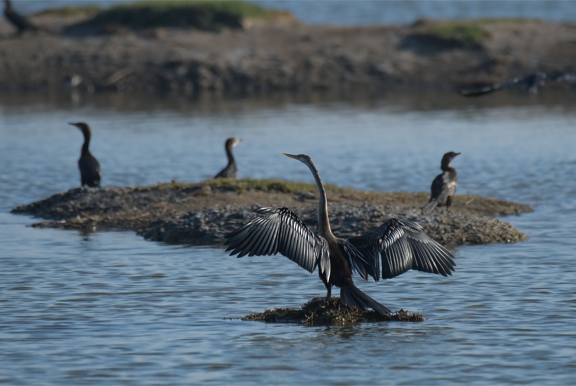 Birds